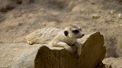 Close-up-shot-of-relaxing-meerkat-on-wooden-trunk-in-sandy-area-at-sunny-day