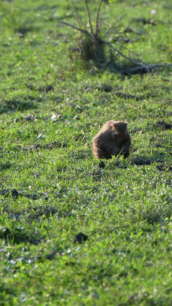 A rhesus macaque monkey sits peacefully in a lush green meadow in India during the golden hour, suitable for wildlife documentaries and nature conservation content.