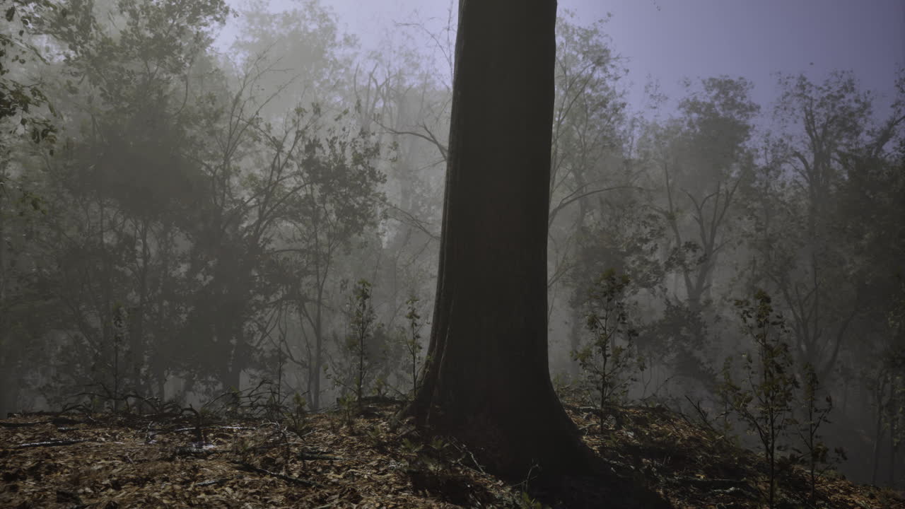 Foggy forest landscape with towering trees during early morning hours