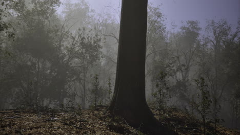 foggy forest landscape with towering trees during early morning hours
