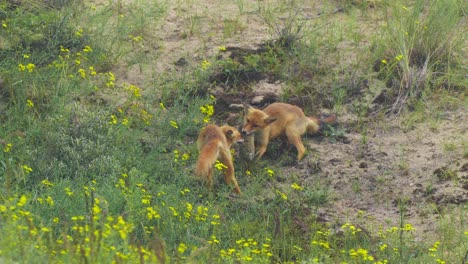 tug of war between two wild red foxes fighting over dead rabbit