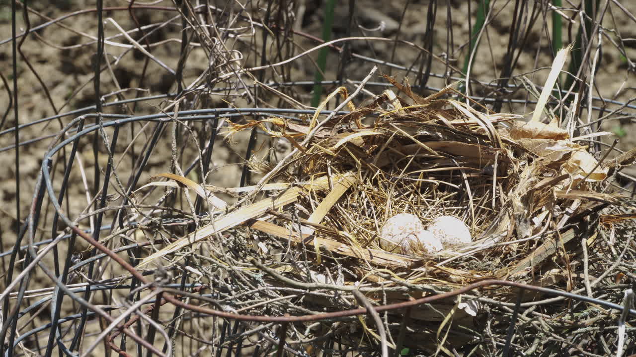 Three robin eggs grouped in a nest
