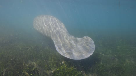 Manatee-back-tail-flipper-along-seaweed-floor