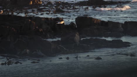 slow motion shot of a seagull bird flying over the ocean in beautiful morning light