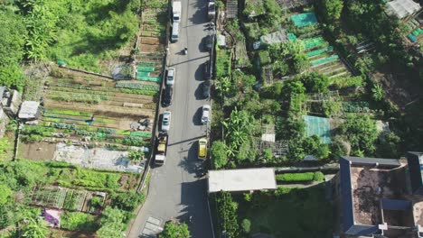 Overhead-Drone-View-of-Road-Leading-Through-Vegetable-Farmland-in-Taiwan