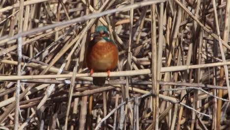 a common kingfisher  in the reed, germany