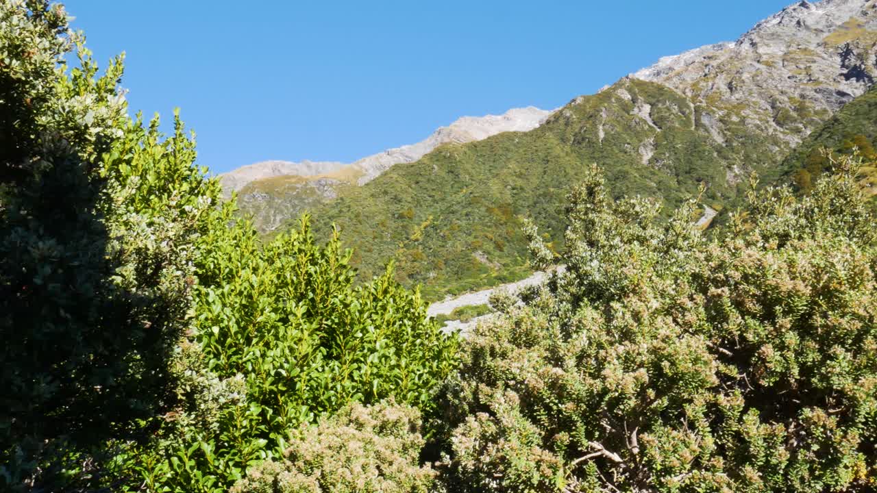 blue sky over green alpine vegetation