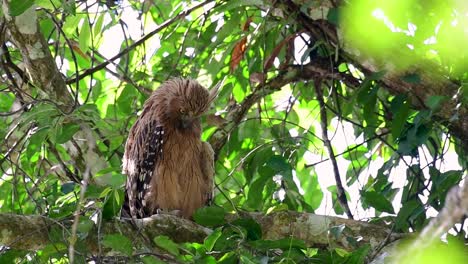 Die-Buffy-Fish-Owl-Ist-Eine-Große-Eule-Und-Doch-Die-Kleinste-Unter-Den-Vier-Fischeulen