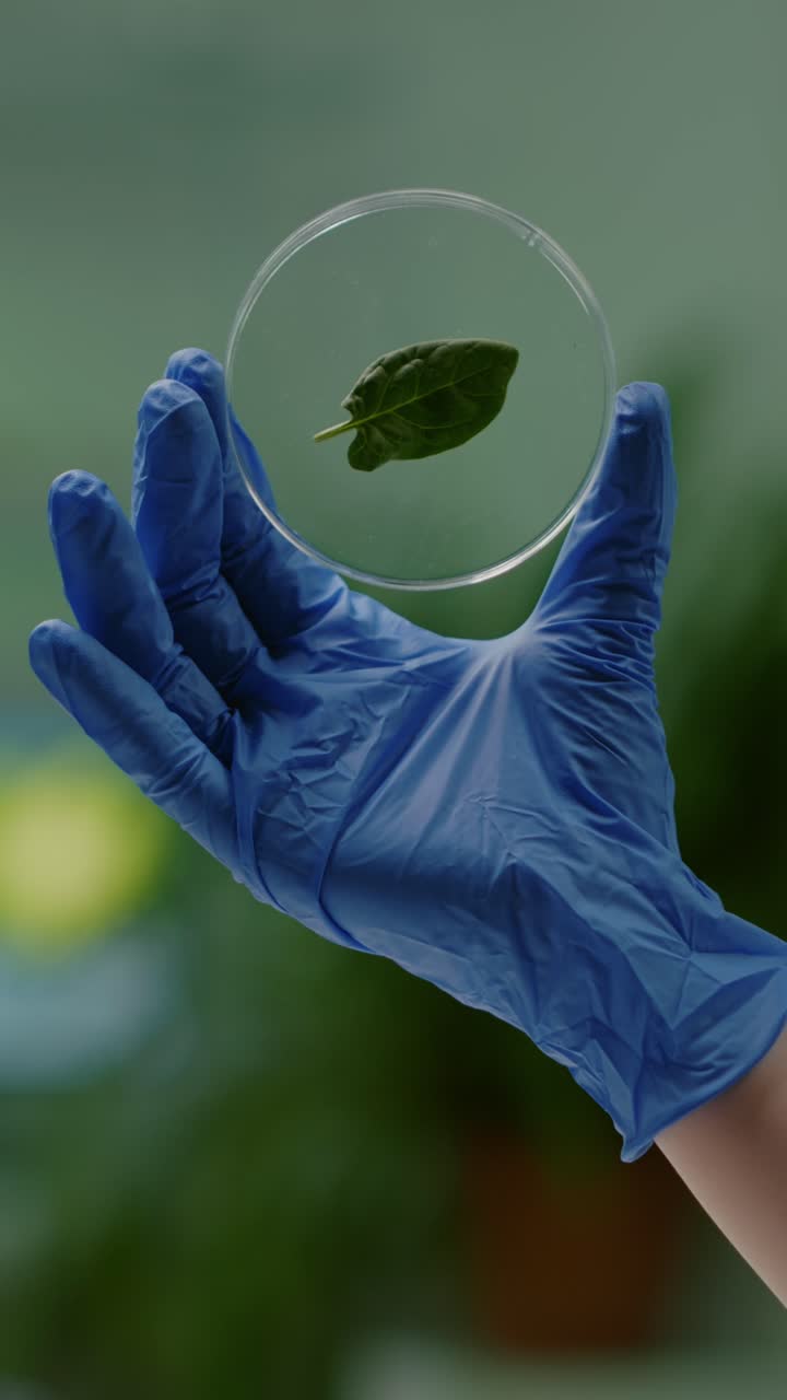 Gloved Hand Holding a Leaf in a Petri Dish