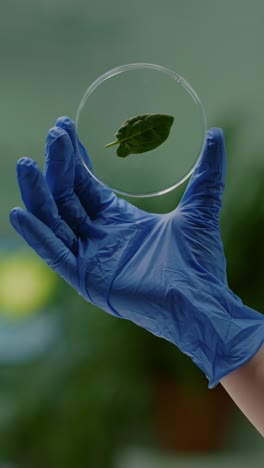 gloved hand holding a leaf in a petri dish