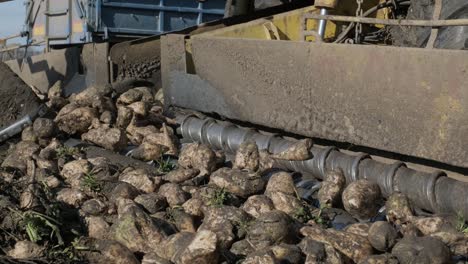 Piles of sugar beets on the field. Self-propelled machine for cleaning and loading sugar beet from the clamp at the edge of the field to a truck on the road. Ropa.
