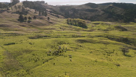 aerial view of lush pastureland with cattle