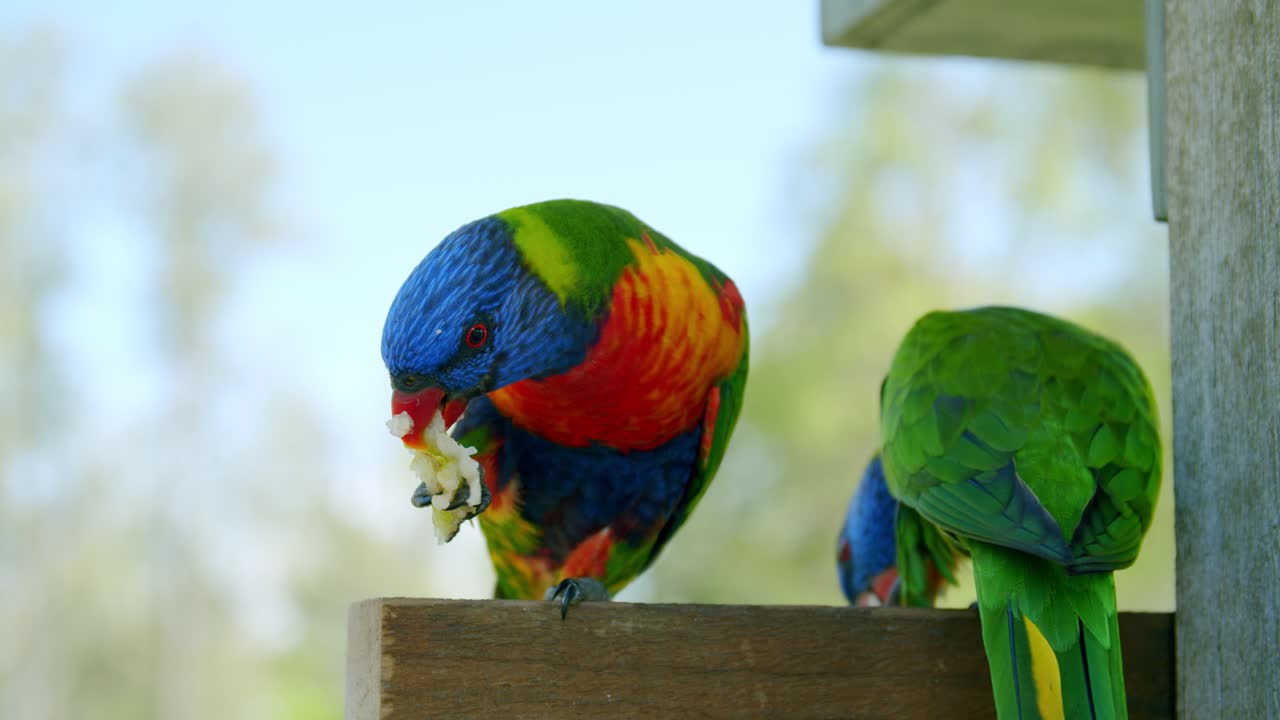 Rainbow Lorikeet Pair Perched Eating From Claw