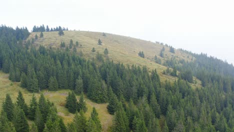 forested trees on hillside with slight mist in the air