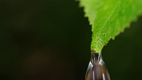 water droplet on a leaf