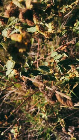 closeup of wild plants