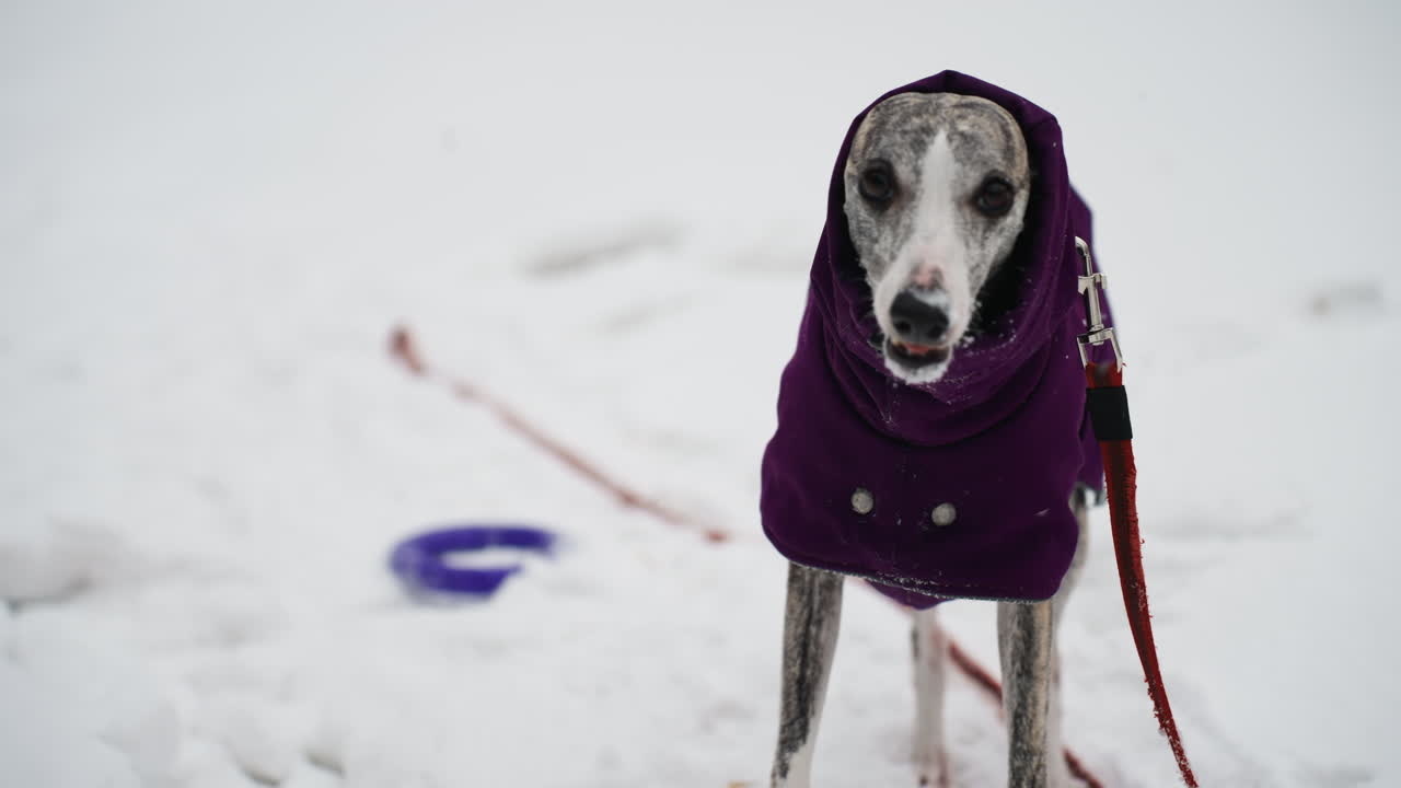 Whippet wearing purple winter coat stands in snowy field with tongue out, attached to red leash, looking alert and happy beside frisbee partially buried in snow, enjoying cold outdoor walk