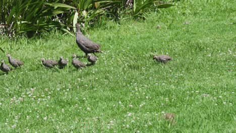 Cape-Spurfowl-Y-Polluelos-En-El-Jardín-Botánico-Nacional-Kirstenbosch,-Ciudad-Del-Cabo,-Sudáfrica