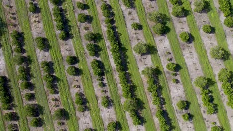 aerial de arriba hacia abajo de los naranjos en la granja de cítricos de florida