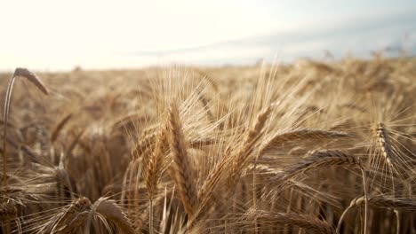 campo de trigo en el viento al atardecer