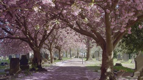 Peaceful pathway in english cemetery lined with cherry blossoms