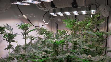 shot of a cannabis plants growing in a grow tent during flowering stage
