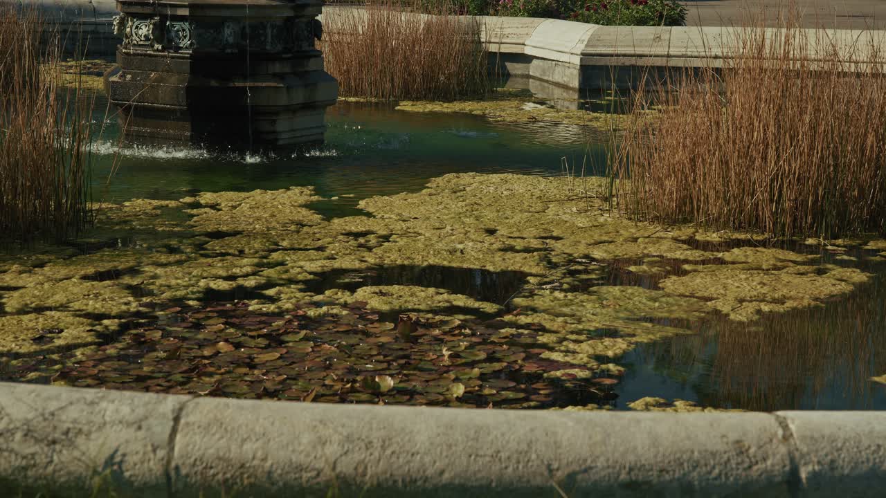 estanque tranquilo con cañas y plantas flotantes en volksgarten, viena, austria