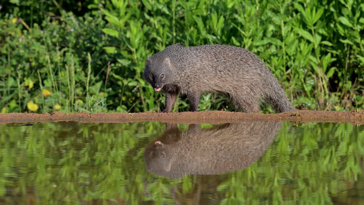 Egyptian mongoose An Egyptian mongoose eating near a water source, reflected in it