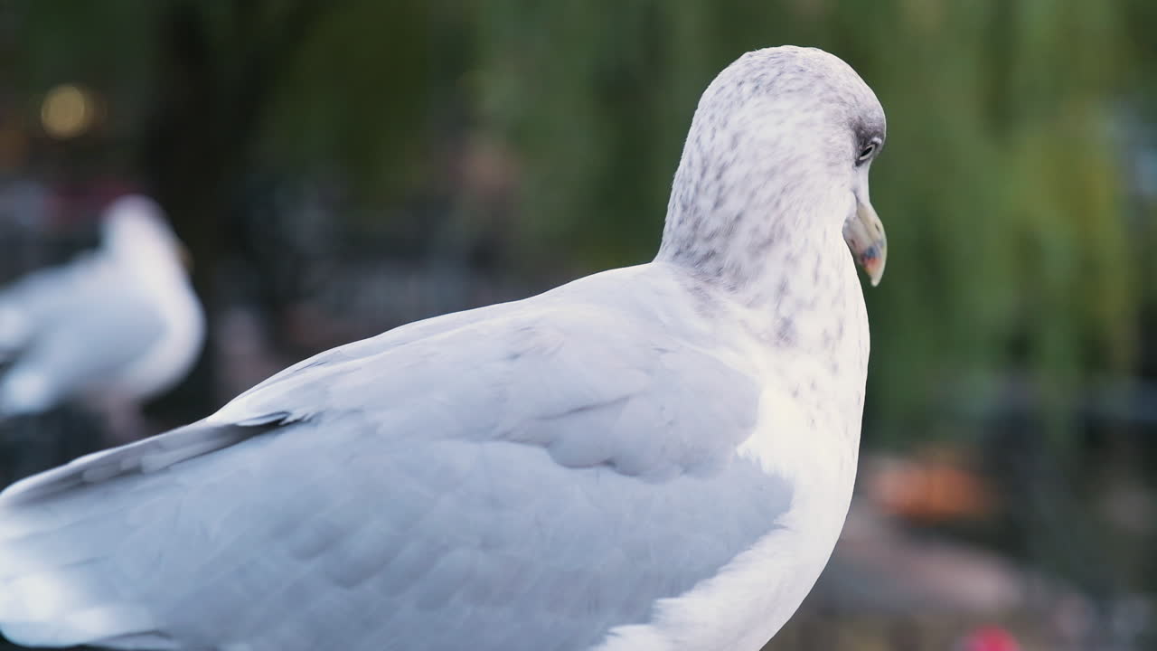 환경을 둘러보는 아름다운 갈매기