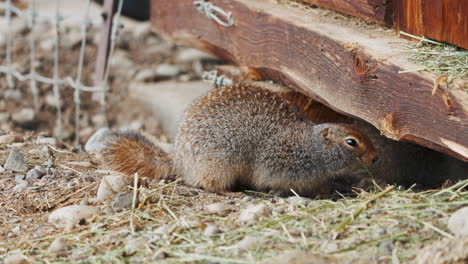 Arctic-Ground-Squirrel-In-A-Farm-In-Yukon,-Canada---Close-Up