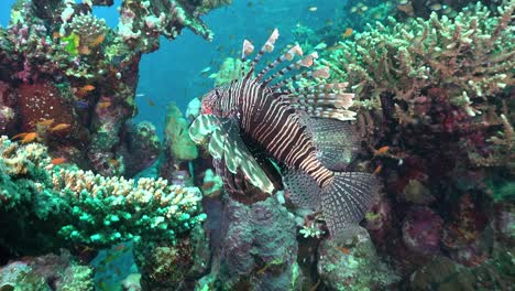 lionfish swimming over coral reef in the red sea