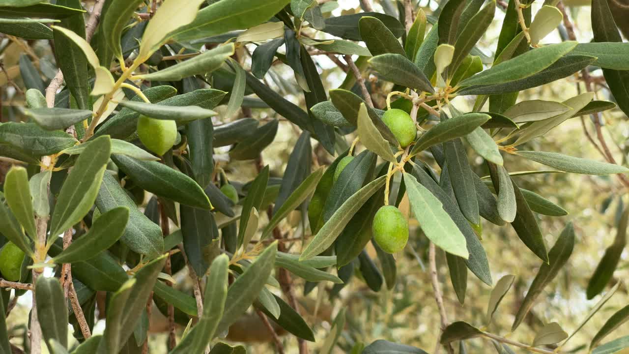 나무 에 매달려 있는 올리브