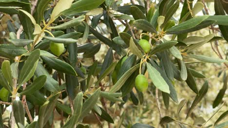 olives hanging on the tree