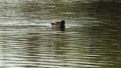 Mallard-duck-preens-wings,-dabbles,-then-flaps-its-wings