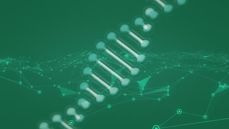 Animación-De-La-Cadena-De-Adn-Y-Procesamiento-De-Datos-Científicos-A-Través-De-Conexiones-Sobre-Fondo-Verde