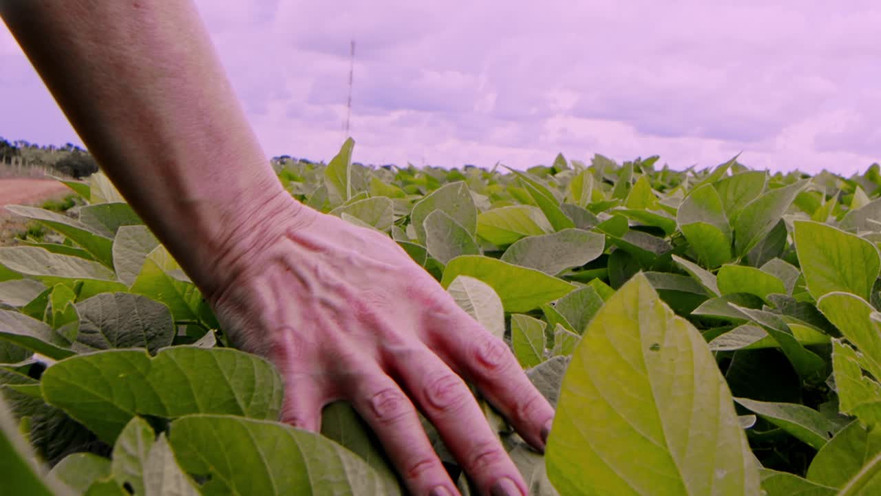 la mano de una persona rozando las hojas de las plantas de soja en cámara lenta - cultivo saludable que crece en un campo de cultivo