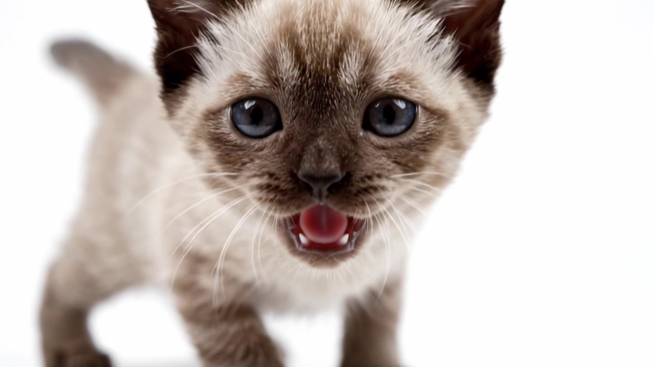 Un gattino giocoso che esplora l'ambiente circostante con curiosità, mostrando le sue adorabili caratteristiche e i suoi distinti motivi di colore che catturano l'essenza del fascino giovanile