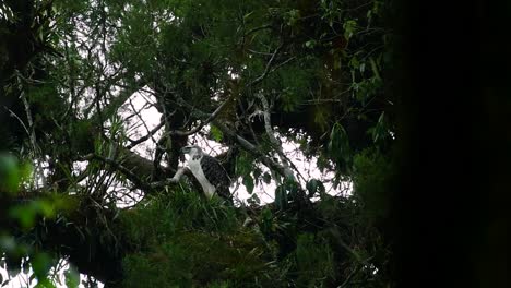 the philippine eagle also known as the monkey-eating eagle is critically endangered and can live for sixty years feeding on monkeys, flying lemurs, and small mammals as an opportunist bird of prey