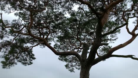 tree trunk and branches blowing in wind in lichtensee, germany, low angle, close up, real time 4k