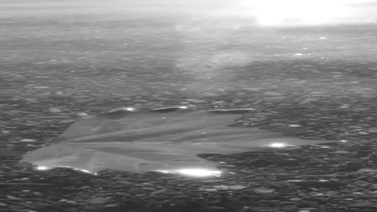 Single leaf floating underwater in clear lake with sunlight reflections and calm motion