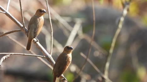 munia de pecho escamoso. en el viento