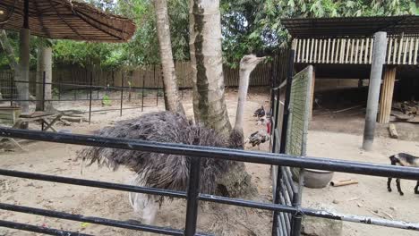 ostrich at a zoo