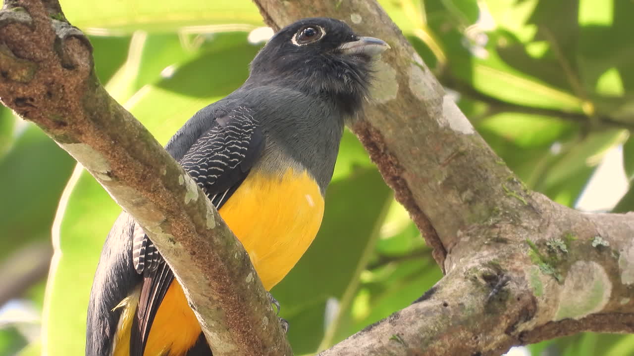 trogón de cola blanca con hermoso plumaje amarillo y negro sentado en las ramas de un árbol, observando el paisaje y las hormigas trepando por el árbol