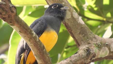 trogón de cola blanca con hermoso plumaje amarillo y negro sentado en las ramas de un árbol, observando el paisaje y las hormigas trepando por el árbol
