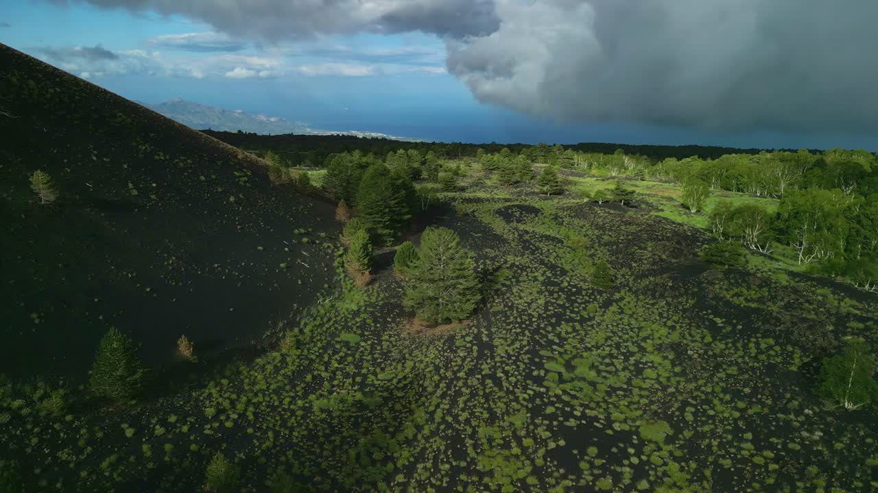 volo sopra forrt con terreno scuro a, vegetazione verde, tronchi bianchi e minacciose nuvole basse