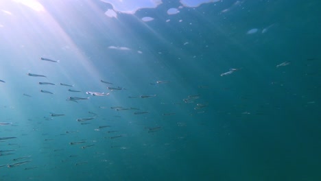 Underwater-view-of-small-fish-school-in-mediterranean-sea-at-Mallorca-shore-in-Spain-at-Alcudia