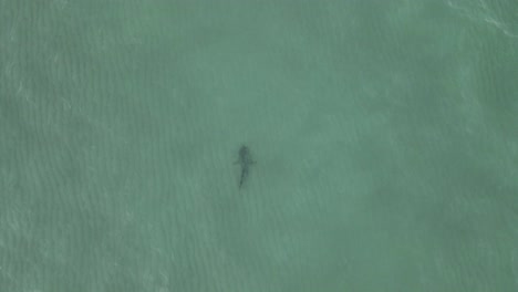 Vertical-aerial-tracks-shark-swimming-alone-in-clear-shallow-green-sea