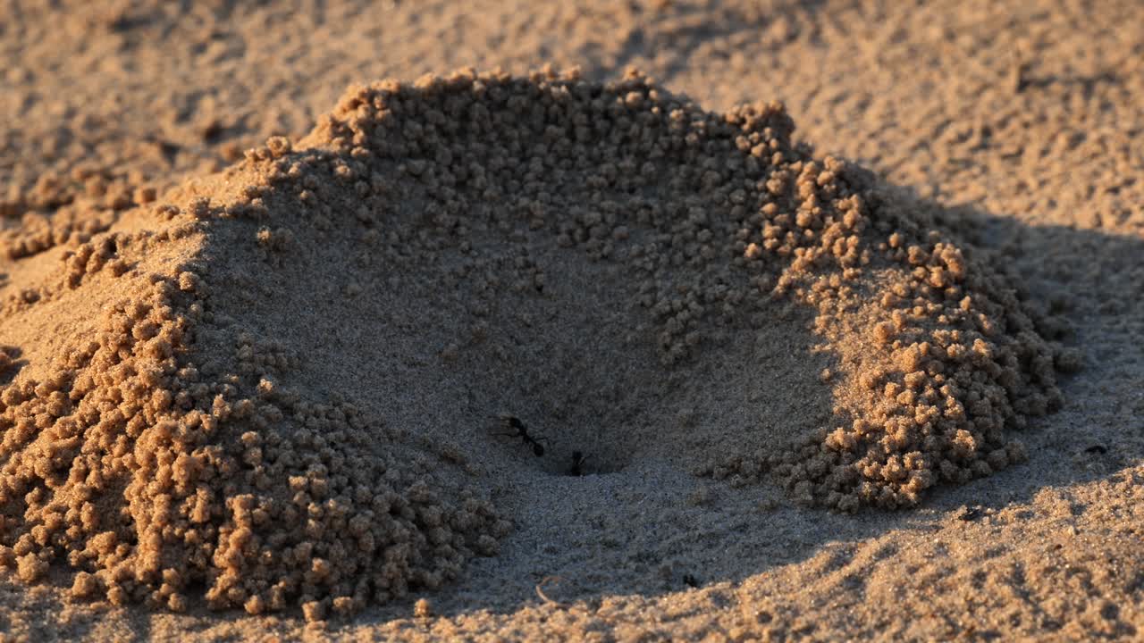 Ant Nest in Sandy Soil, Close-Up of Ant Colony Entrance, Wildlife Habitat, Nature Footage, Sand Mound with Ant Activity, Insect Life in Desert Environment, Macro View of Ant Hill
