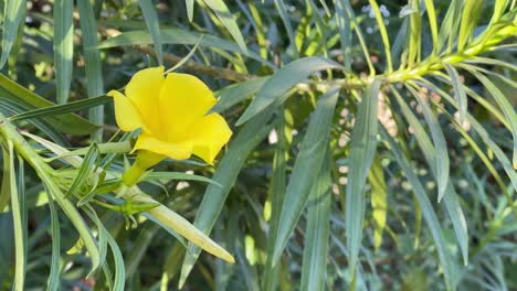 closeup of yellow oleander flowers on plant, cascabela thevetia is poisonous plant native throughout mexico and in central america