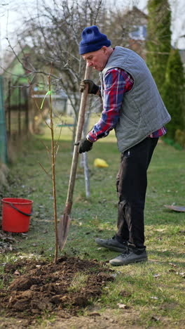 mature farmer thumbs the ground with shovel. planting trees in the garden. vertical video.